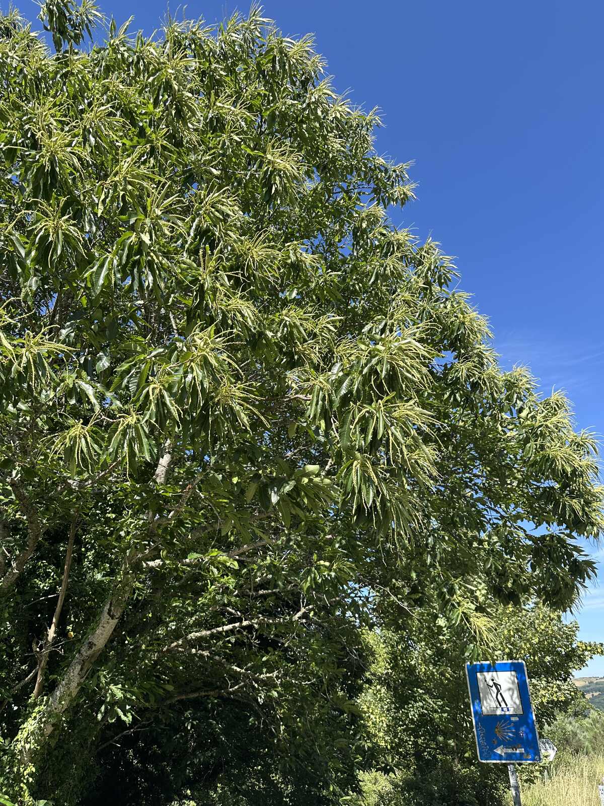 歐洲栗樹。那股味道就是從這些花來的。