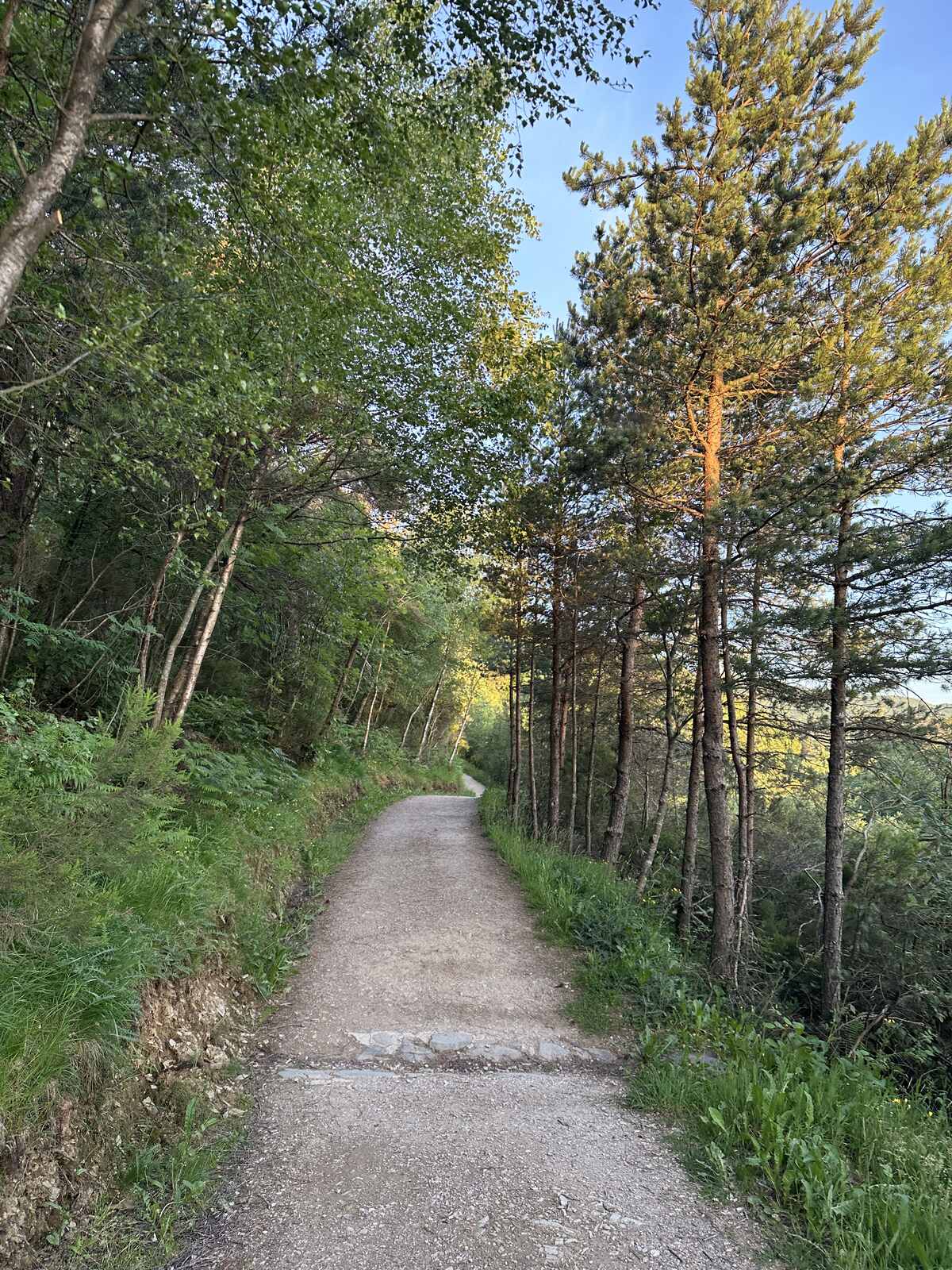 松林間的步道