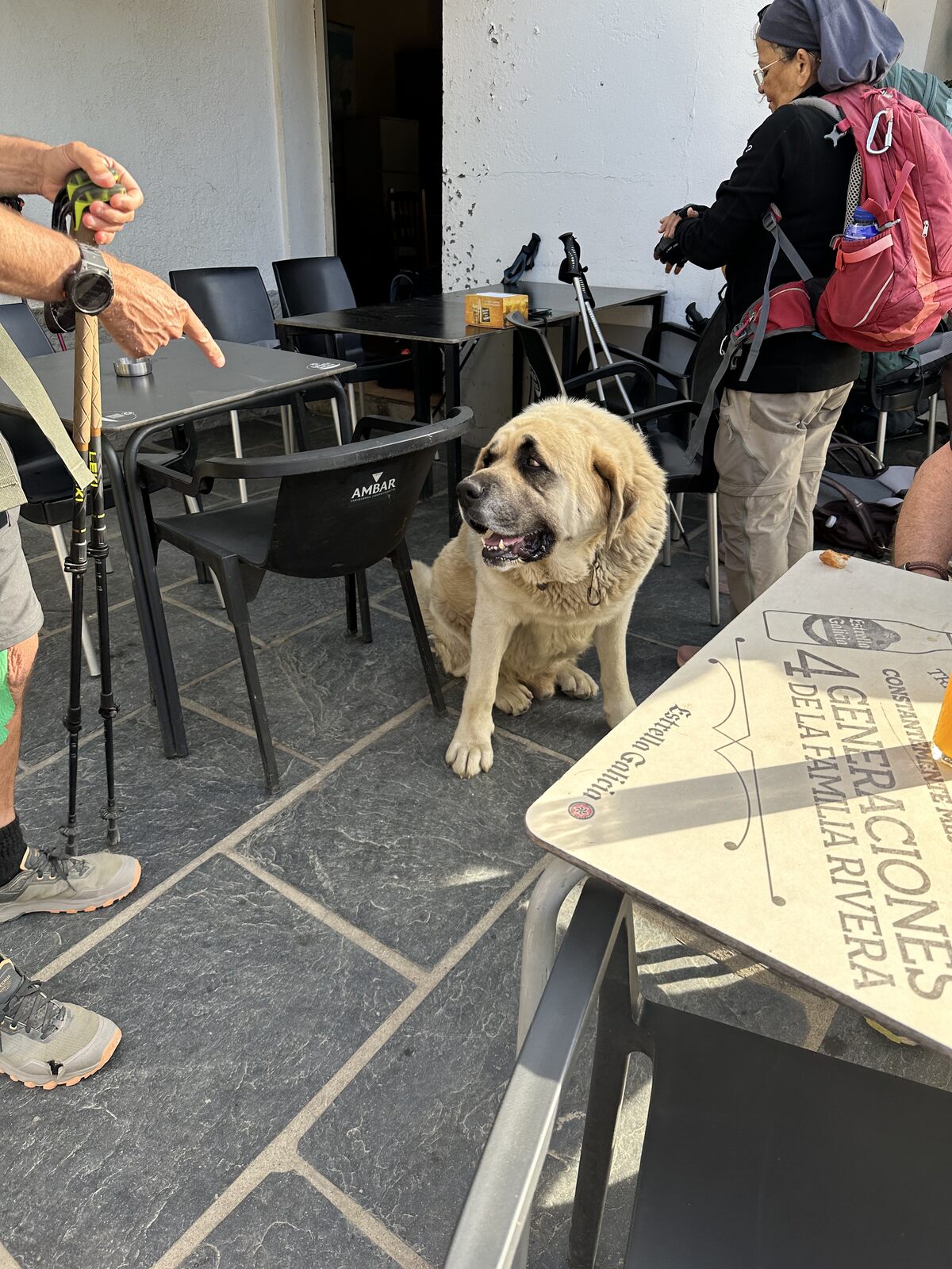餐廳裡的西班牙獒犬。